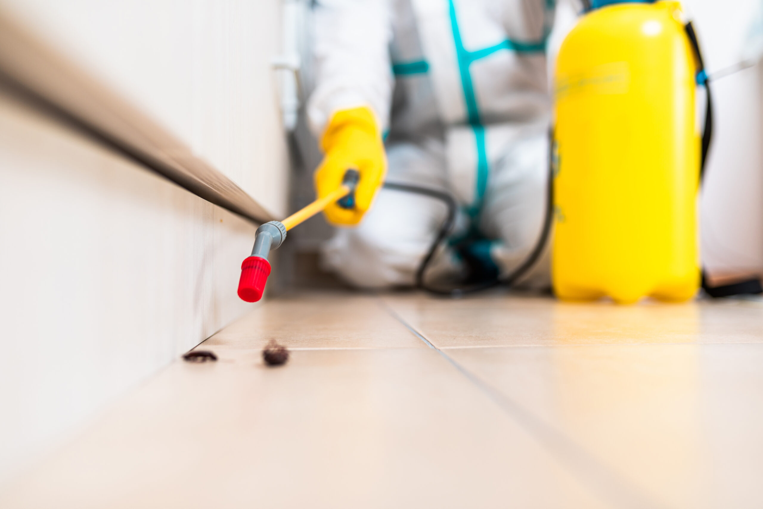 Bug Removal Specialists Tallahassee